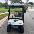 buy used golf cart online